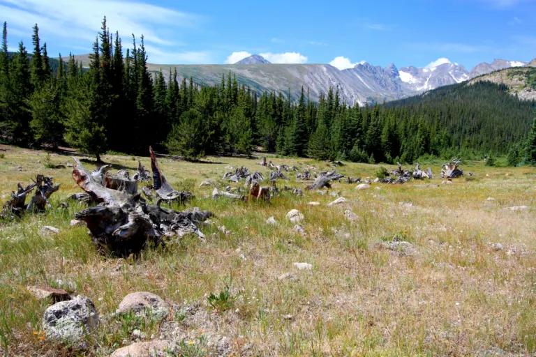 Weathered gray tree stumps in a grassy subalpine meadow edged by spruce forest, with jagged rocky peaks behind.