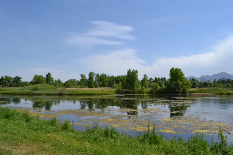 Still pond with floating algae below a line of green trees, a low mountain ridge at the right edge and streaked clouds in a blue sky.