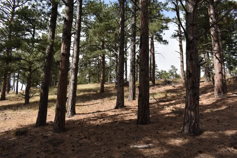Straight ponderosa pine trunks rising from a needle-covered slope in dappled sunlight on Flagstaff Mountain