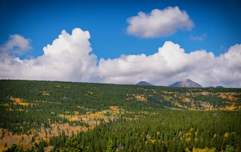 Rolling conifer forest scattered with patches of gold and orange aspen below white cumulus clouds and a deep blue sky