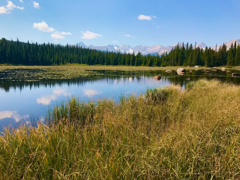 A calm lily-pad lake edged with tall golden grass and spruce forest, with hazy mountain peaks on the horizon.
