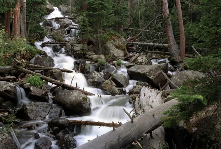 White water cascades down a steep channel of boulders and fallen logs through dense evergreen forest.